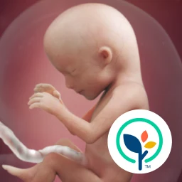 Symbol von Pregnancy App & Baby Tracker